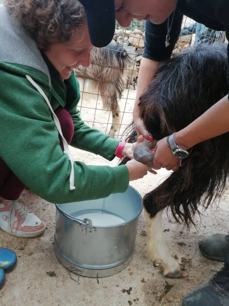 Two people milking a goat into a metal pail at Arevitis Farm during a hands-on traditional farming activity in Crete.