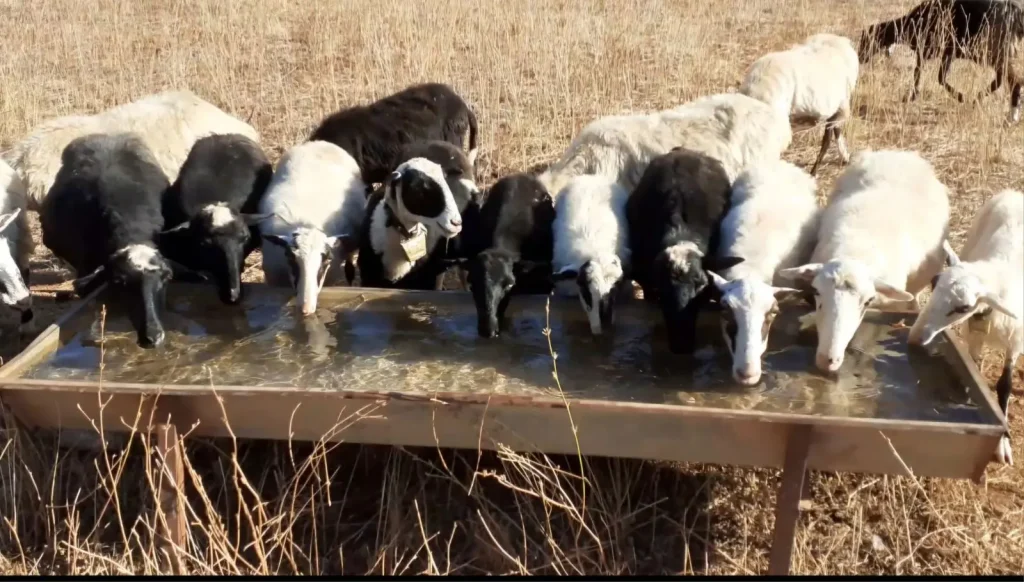 Group of black and white sheep and goats drinking water from a metal trough in a dry, golden field at Arevitis Farm in Crete.