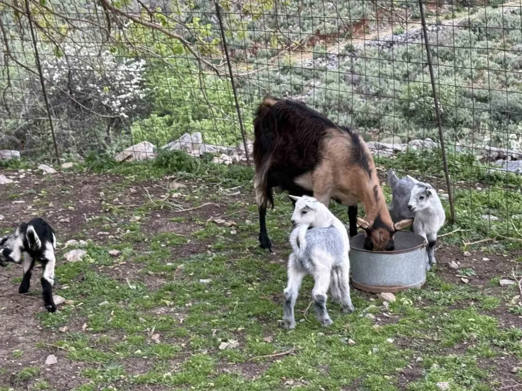A brown goat eating from a metal container surrounded by playful young kids inside a fenced farm area in Crete.