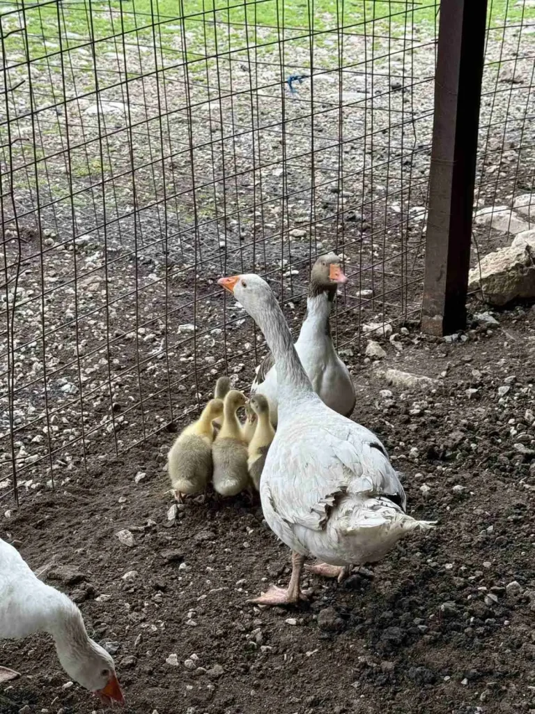 Two adult geese standing protectively with a group of goslings near a wire fence on a dirt enclosure at Arevitis Farm.