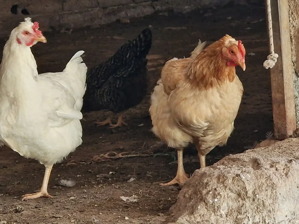Close-up of three free-range chickens standing inside a farm shelter on a dirt floor at Arevitis Farm in Crete.