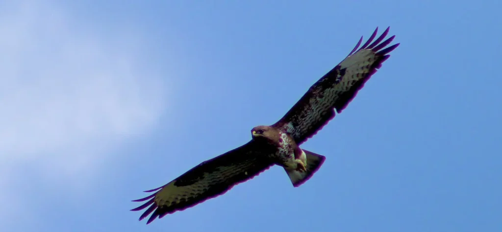 A large bird of prey soaring in the clear blue sky above the hills of Apokoronas, Crete.
