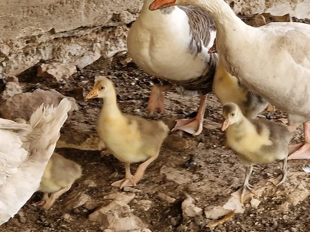 Close-up of goslings walking alongside adult geese on rocky ground inside a farm enclosure in rural Crete.