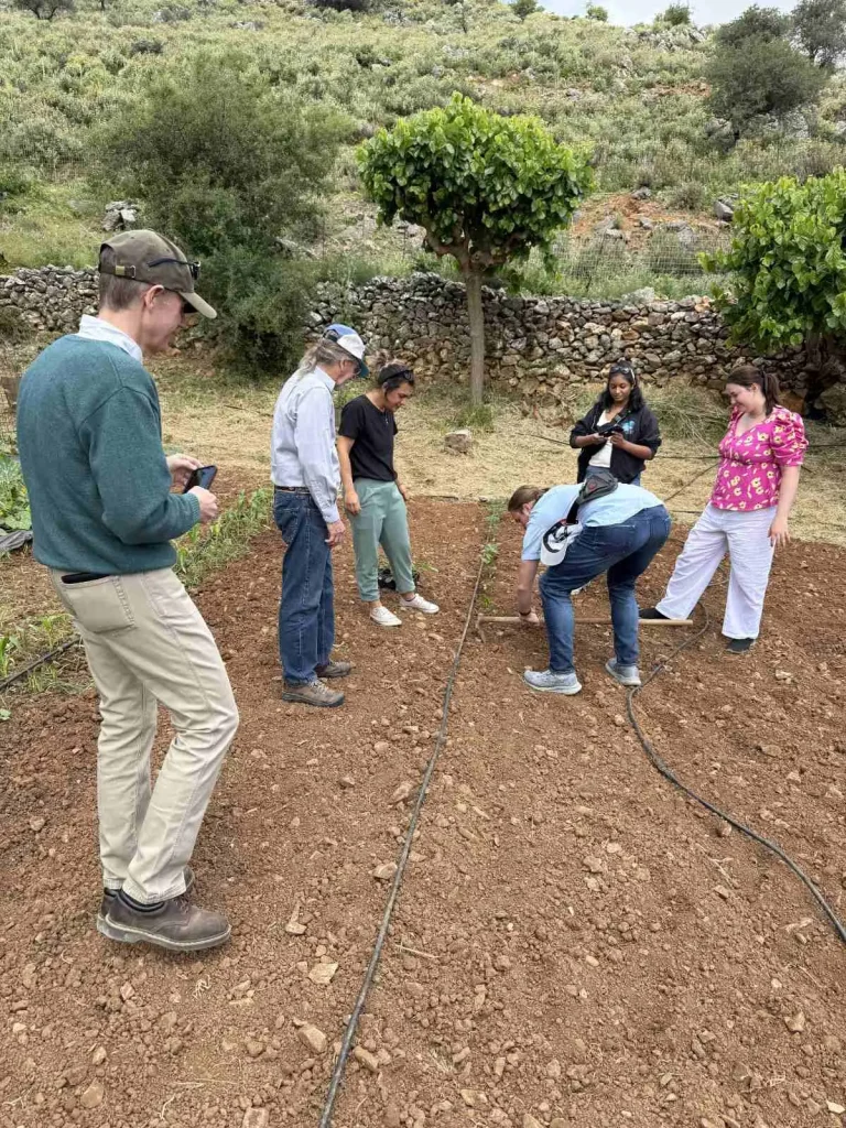 Visitors participating in a hands-on planting activity in a red-soil field at Arevitis Farm, surrounded by stone walls and olive trees in rural Apokoronas.