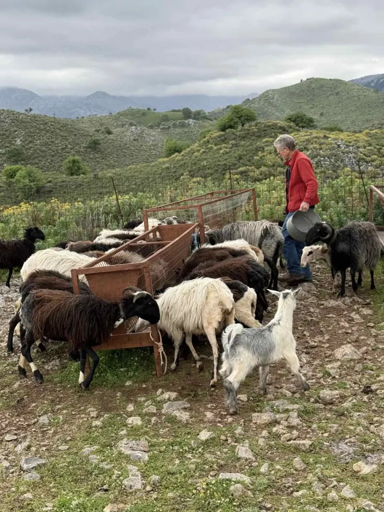 A man in a red jacket feeding a herd of goats and sheep in a mountainous area of rural Crete, surrounded by greenery.