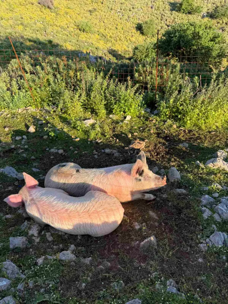 Δύο γουρούνια ξαπλωμένα στο έδαφος μέσα σε φυσικό, καταπράσινο υπαίθριο χώρο στη Φάρμα Αρεβίτης, περιτριγυρισμένο από βλάστηση και λόφους — αυθεντική εμπειρία αγροτουρισμού στην Κρήτη με ζώα ελευθέρας βοσκής στον Αποκόρωνα.