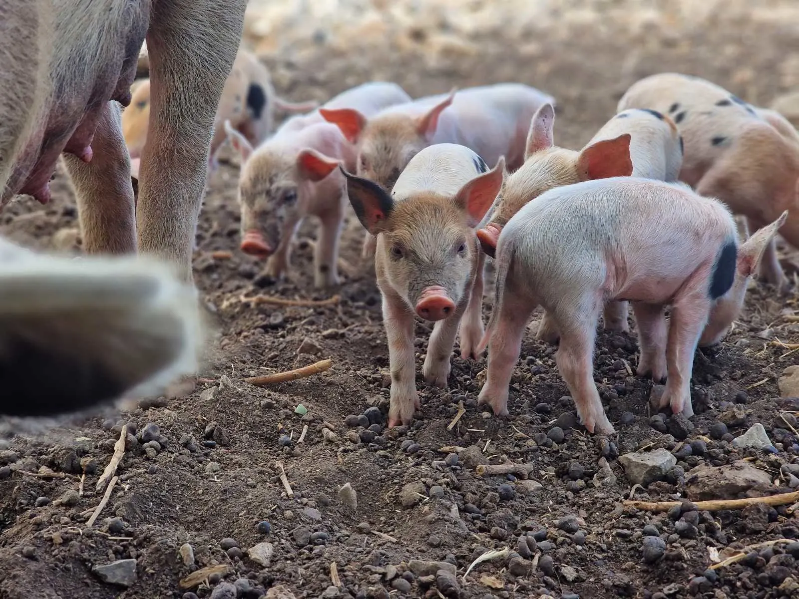επαφή με τα ζώα της φάρμας