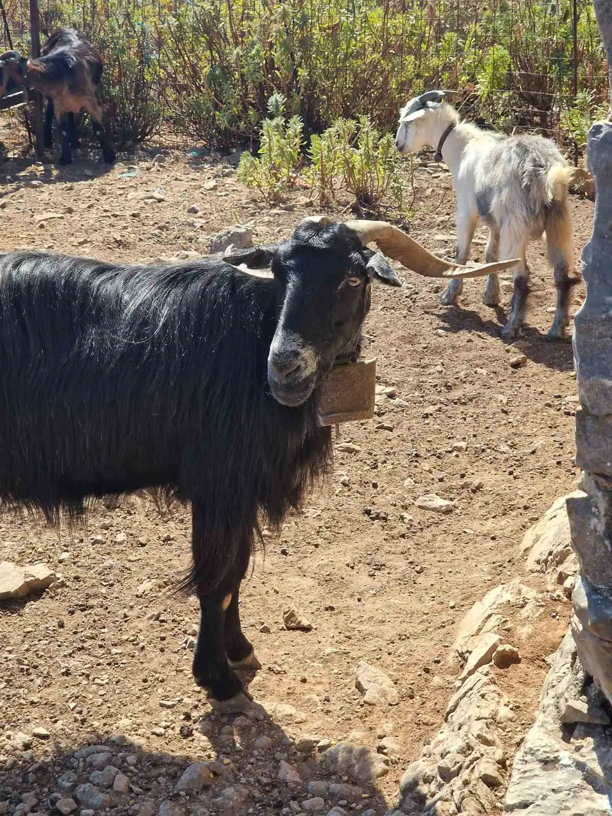 farm in chania arevitis goats.