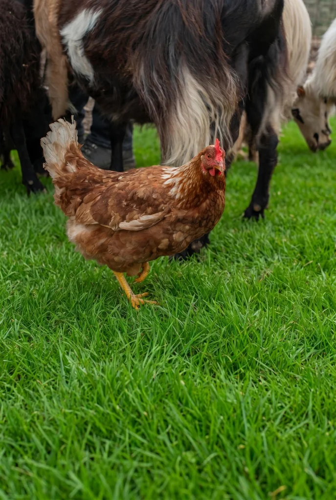 brown chicken at Arevitis Farm Chania Crete