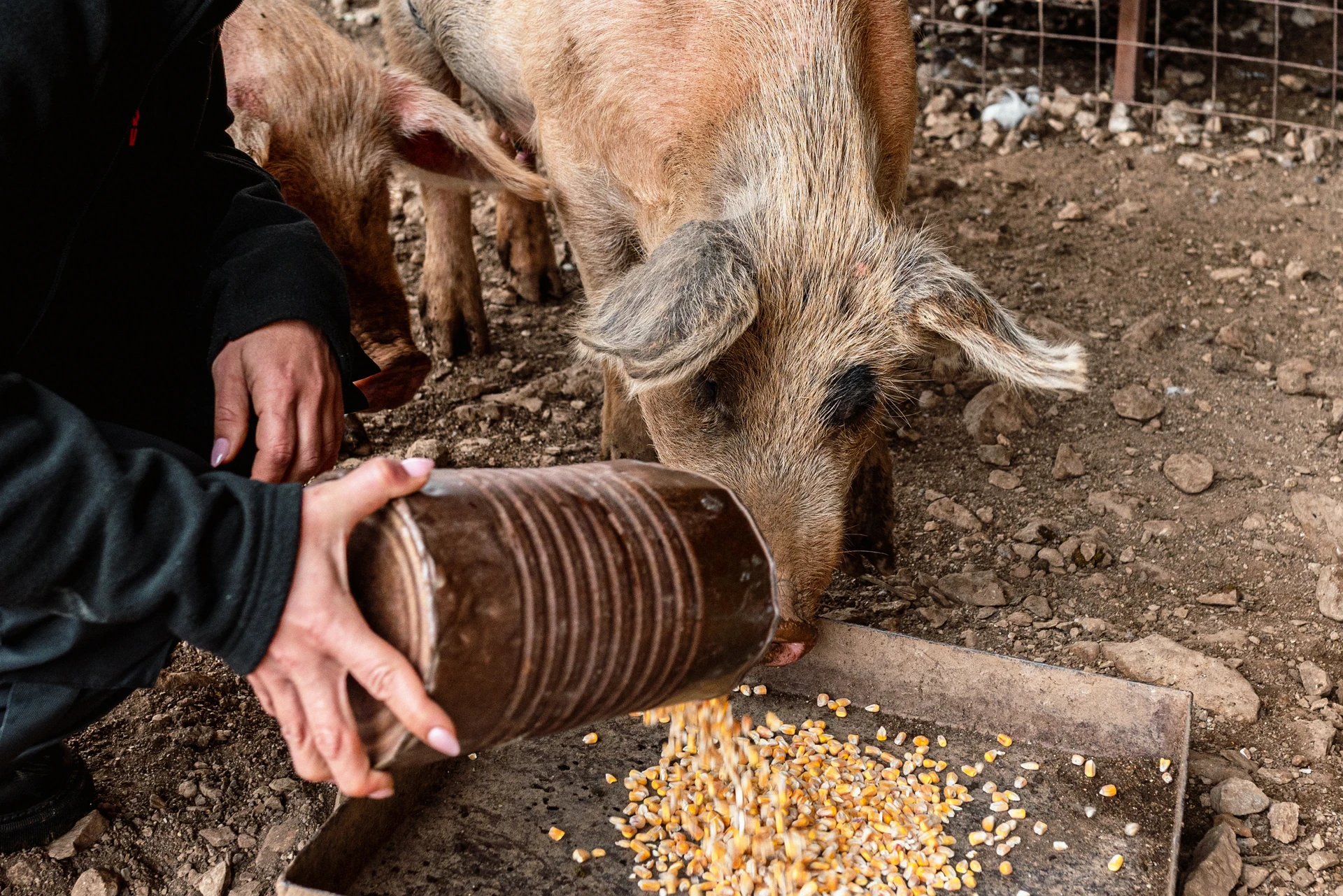 pigs eating at arevitis farm chania crete