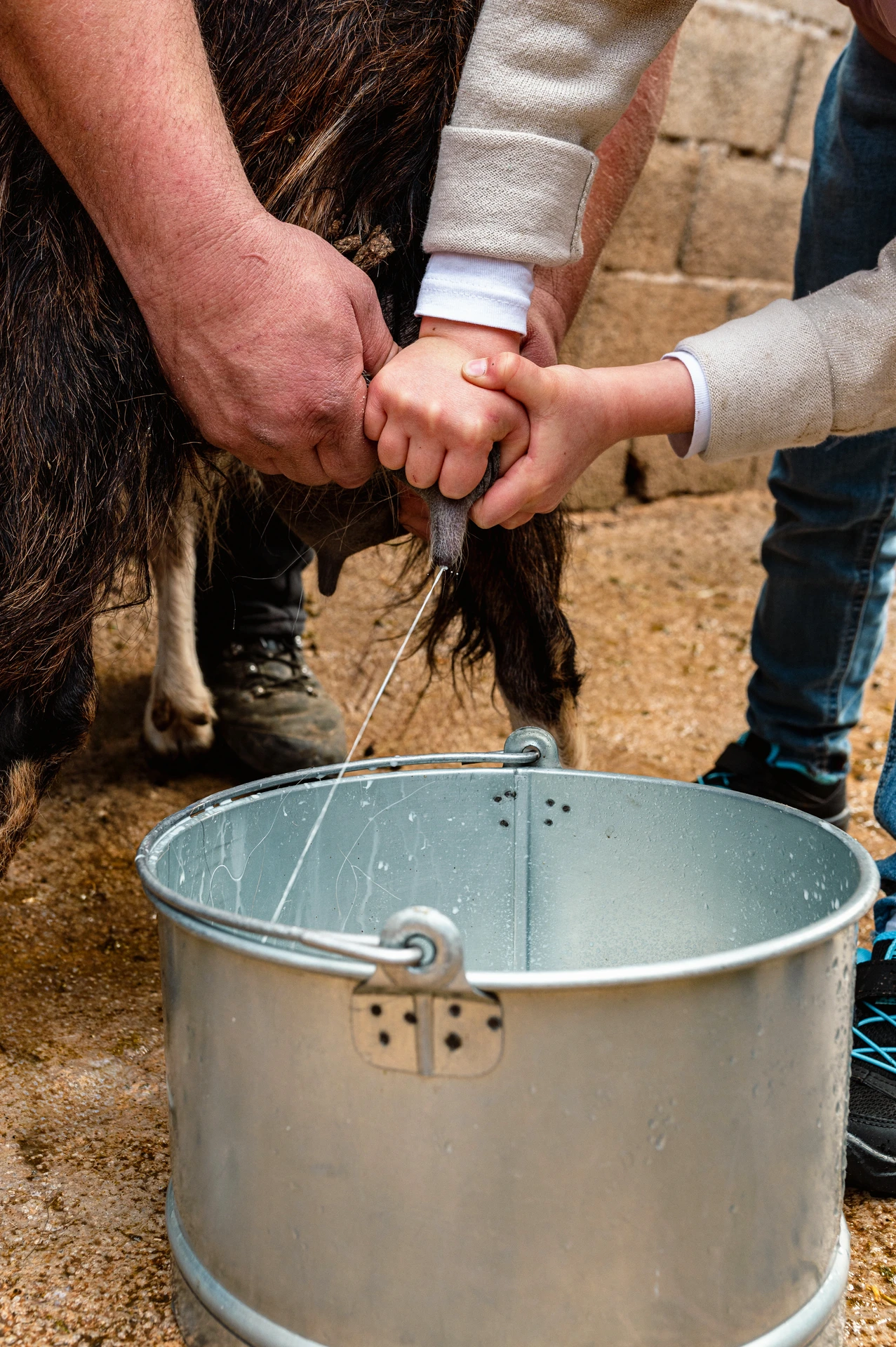 traditional milking the goat at arevitis farm chania crete