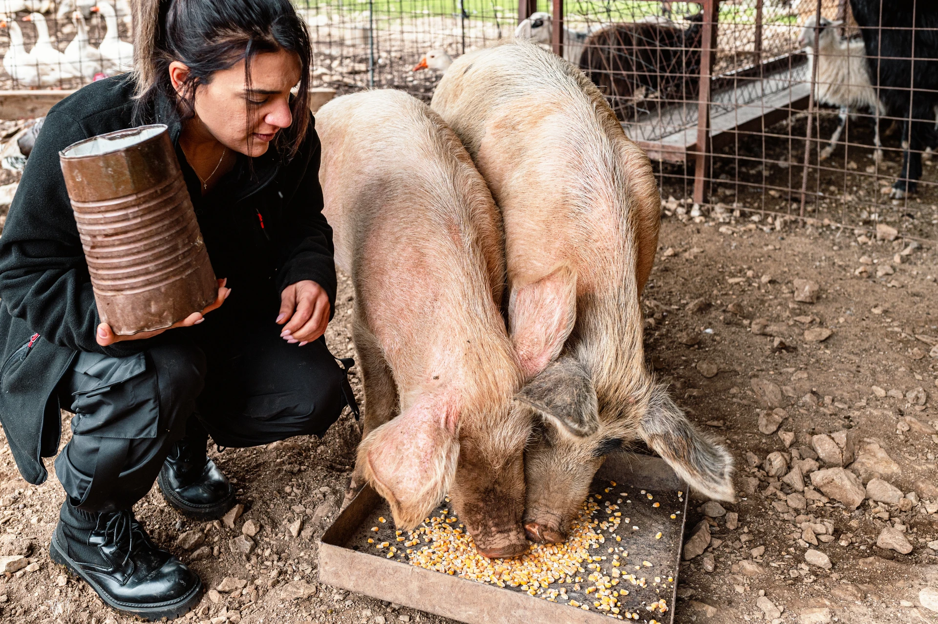 Iro feeding the pigs at Arevitis Farm Chania Crete