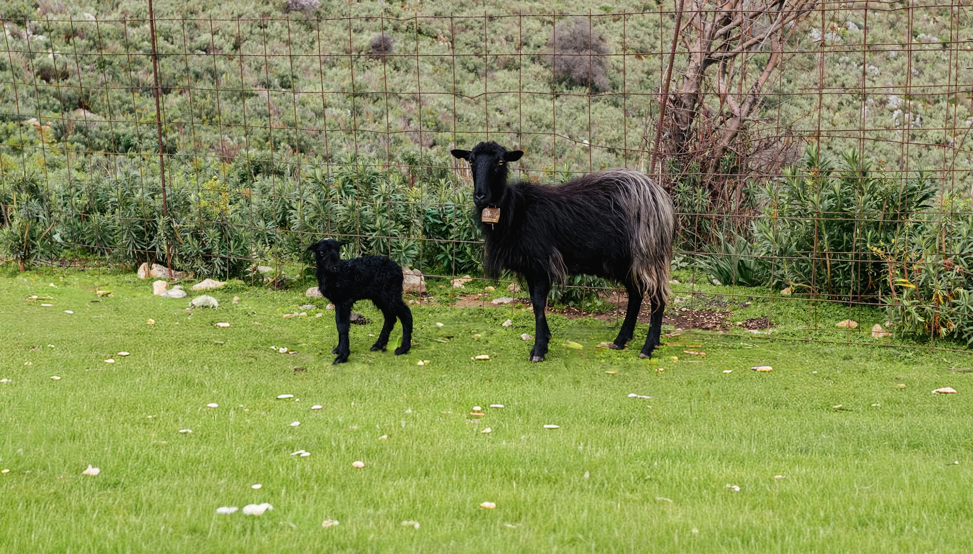 baby and mother goat at Arevitis farm Chania Crete